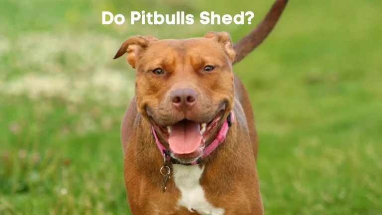 Do Pitbulls Shed? – Shedding Frequency & Complete Guide