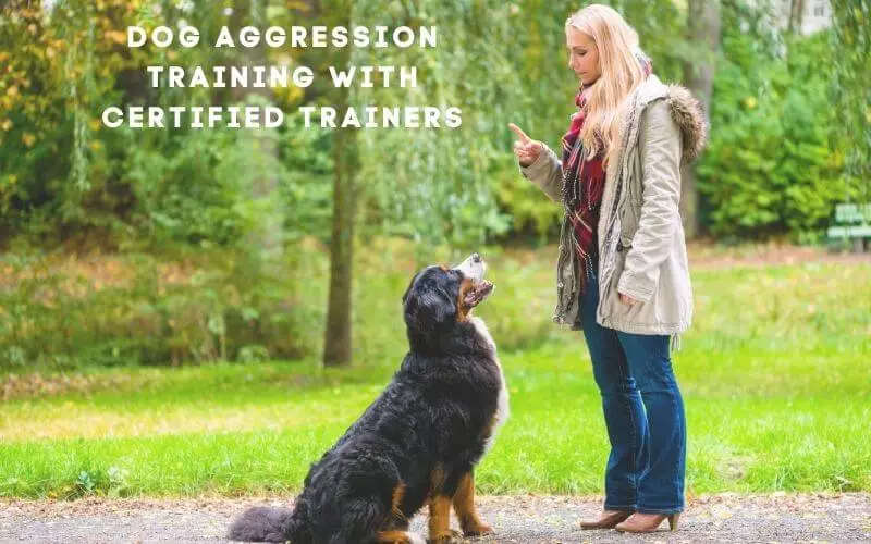 Dog Aggression Training with Certified Trainers
