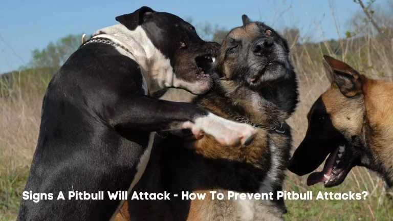 Signs A Pitbull Will Attack – How To Prevent Pitbull Attacks?