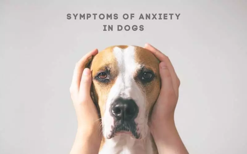 Symptoms of Anxiety in Dogs