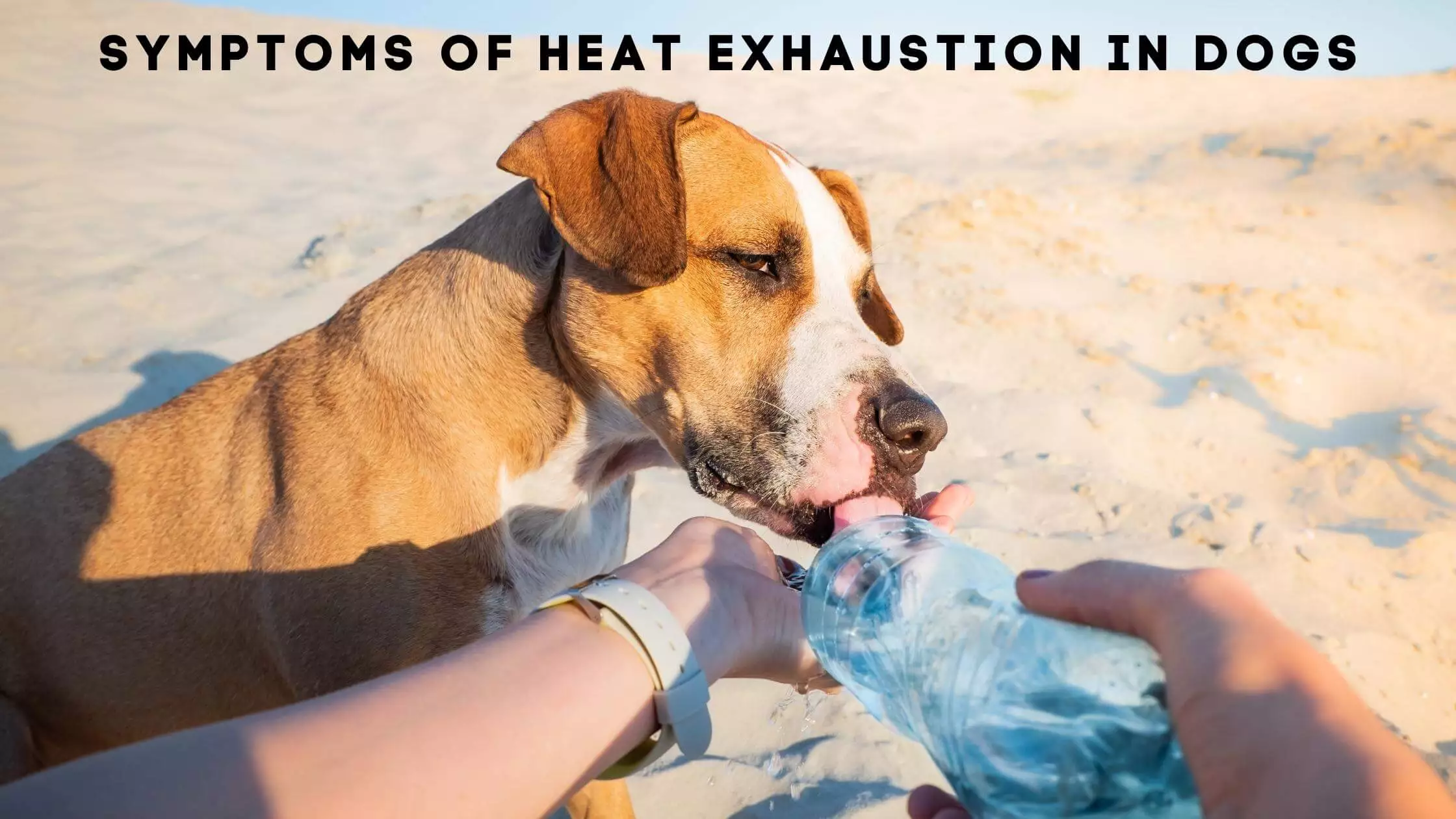 Symptoms of Heat Exhaustion In Dogs