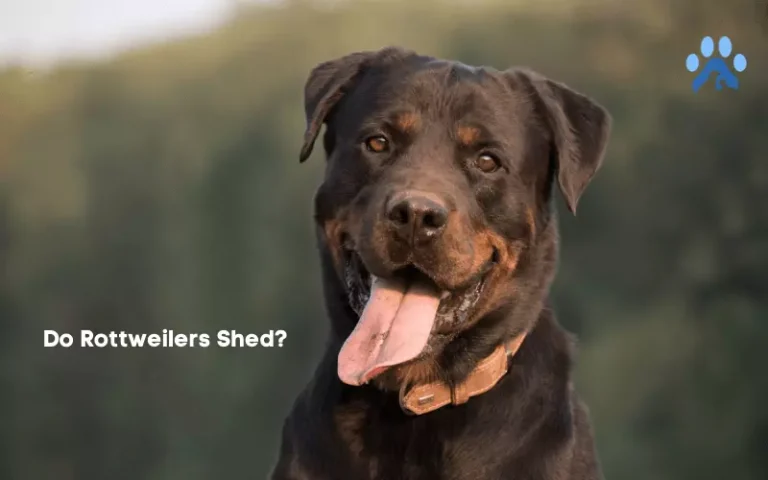 Do Rottweilers Shed? Shedding Frequency & Complete Guide