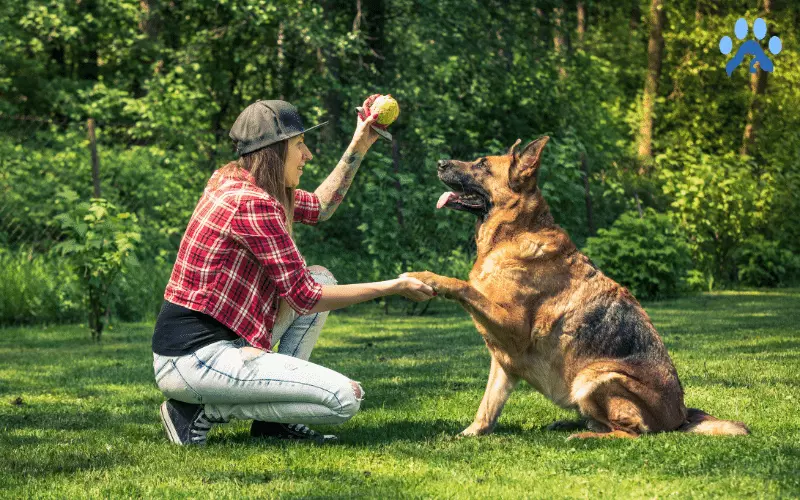 Making training fun for both humans and animals