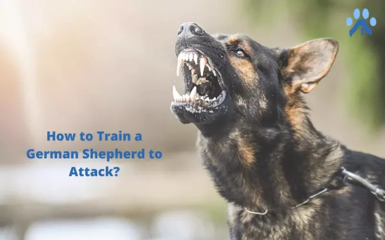 How to Train a German Shepherd to Attack? 5 Steps Solution