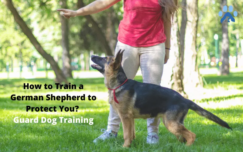 How to Train a German Shepherd to Protect You