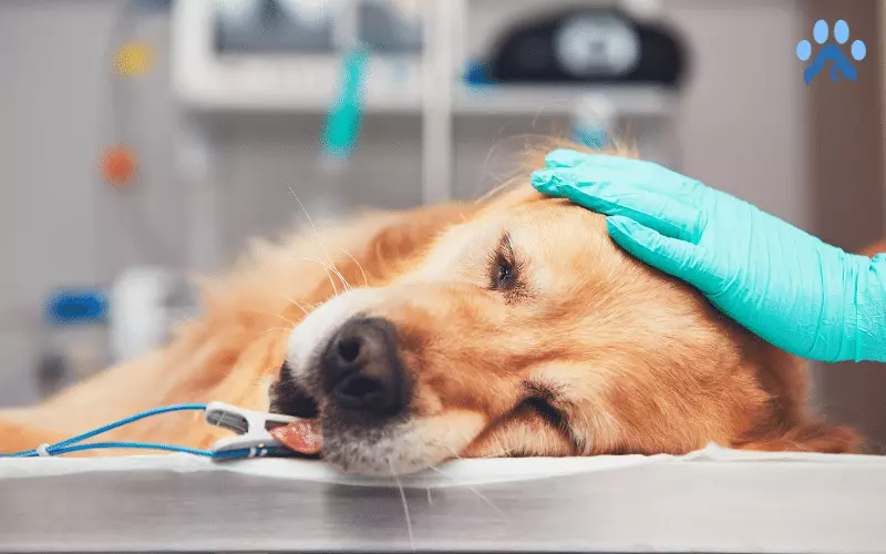 Preparing for Your Dog's Euthanasia