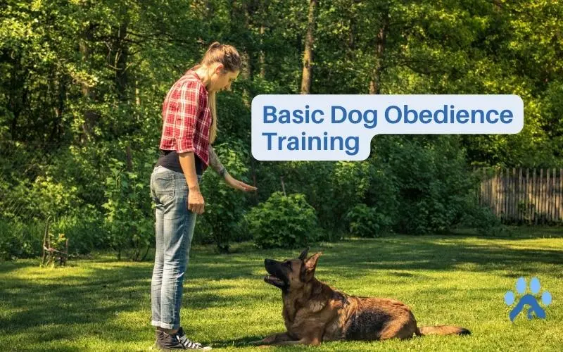 Basic Dog Obedience Training