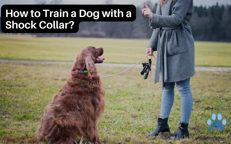 How to Train a Dog with a Shock Collar?